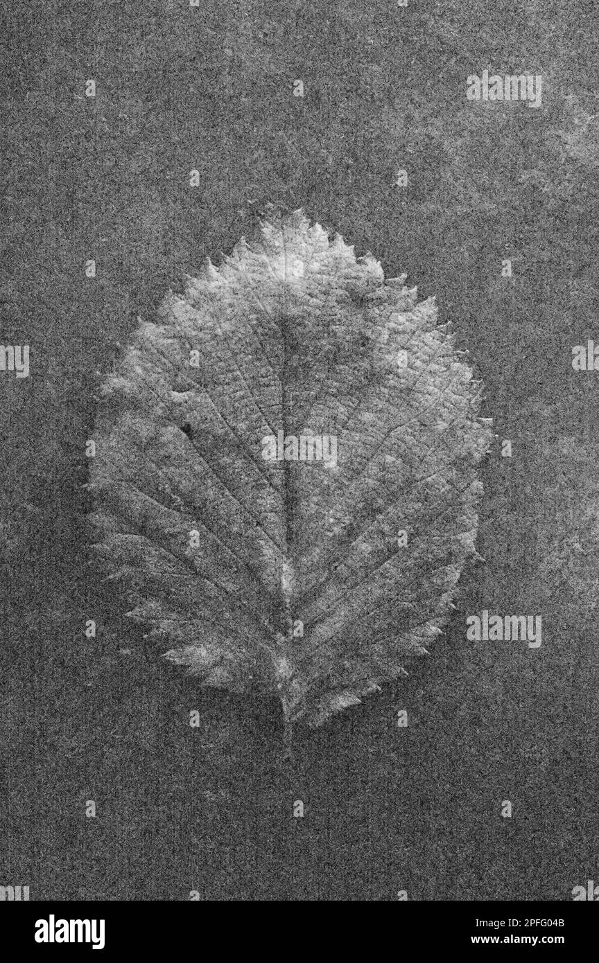 Soft and pencil like black and white image of single leaf of English elm or Ulnus procera tree lying on tarnished metal Stock Photo
