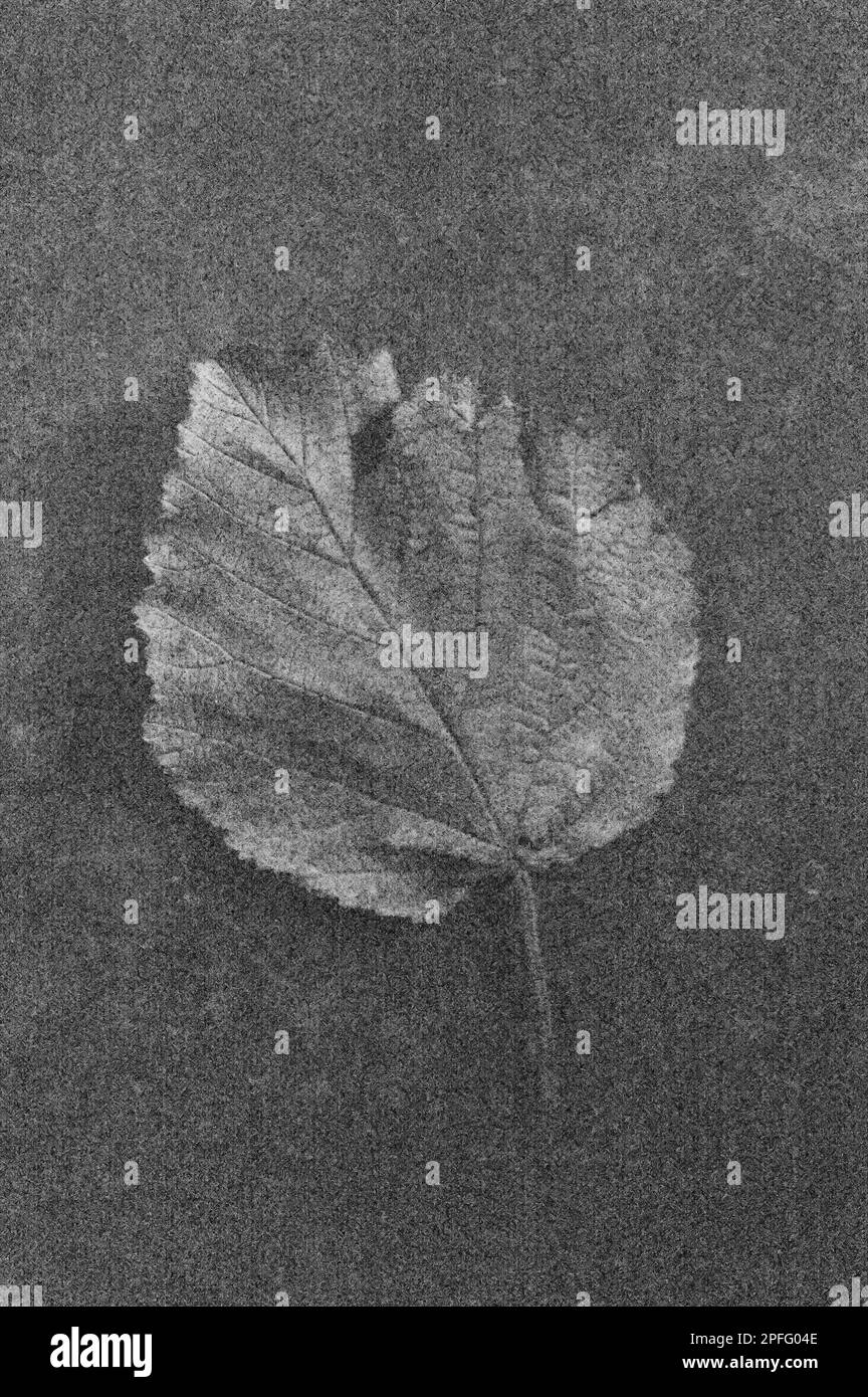 Soft and pencil like black and white image of single leaf of Blackberry or Bramble or Rubus fruticosus  lying on tarnished metal Stock Photo