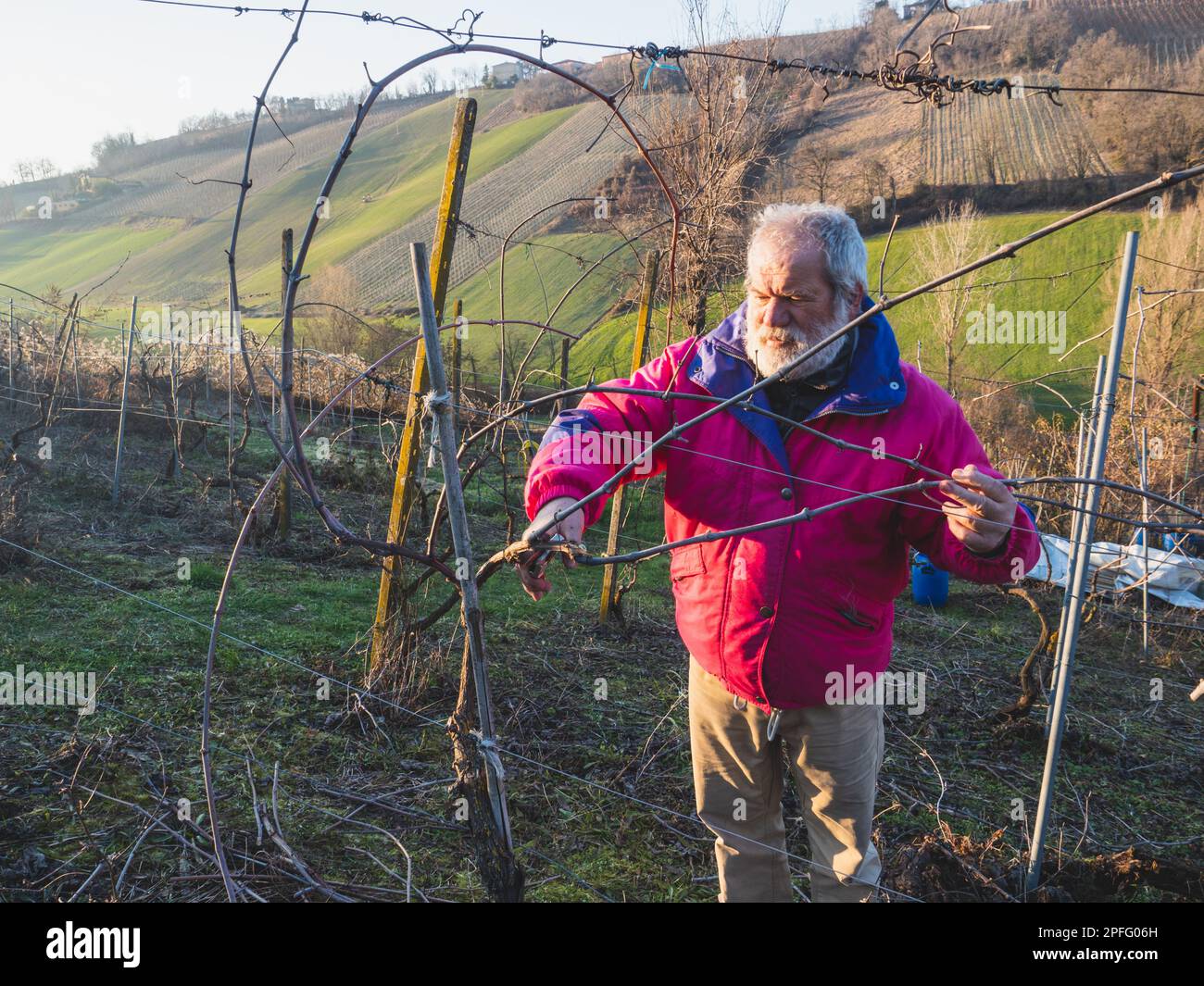 old caucasian strong italian farmer pruning grapes at sunset in the
