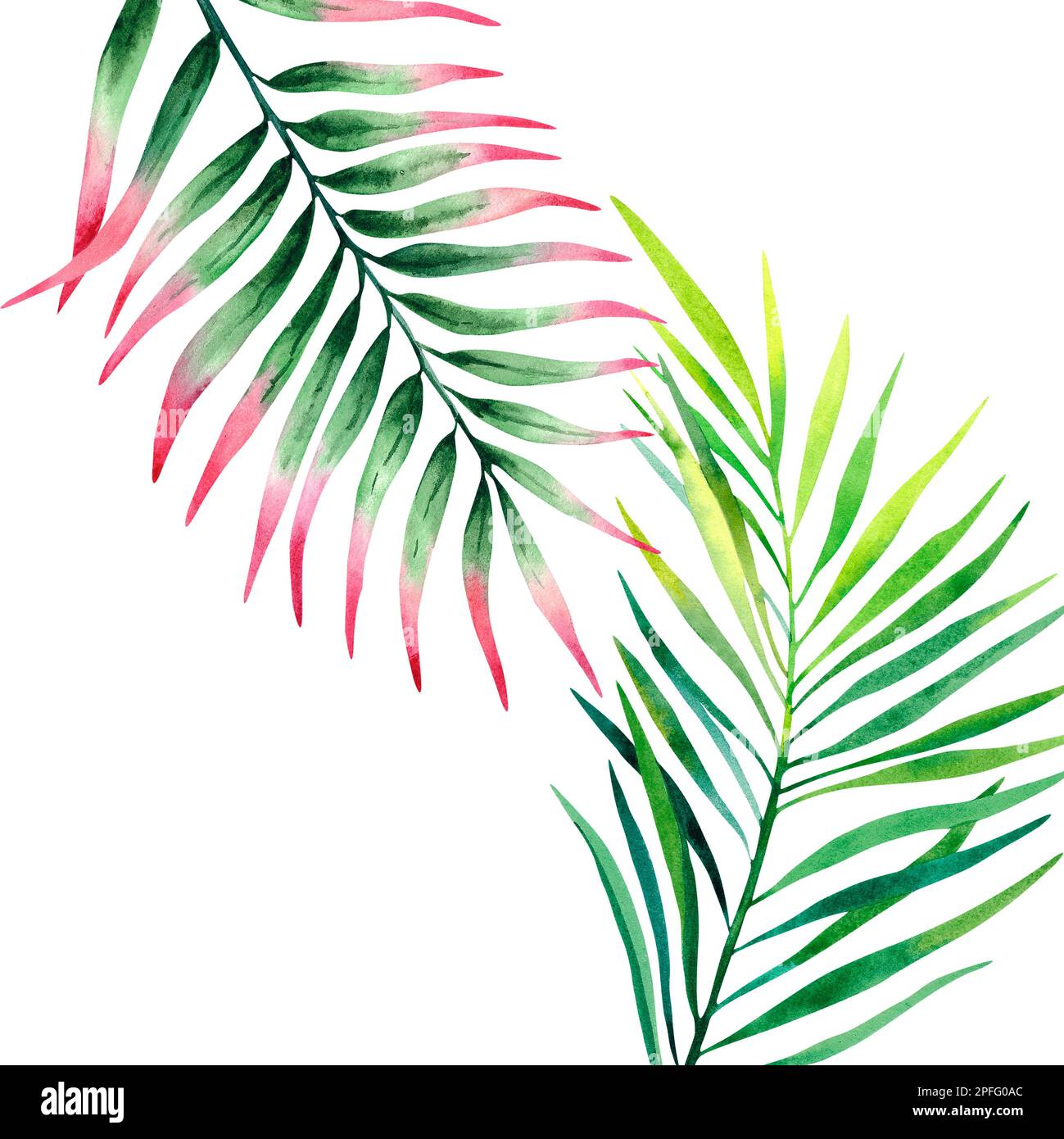 Palm Leaves Interior Painting Watercolor Illustration Rainforest palm-leaves-interior-painting-watercolor-illustration-rainforest