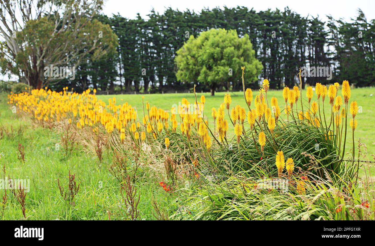 Row of torch lily - New Zealand Stock Photo