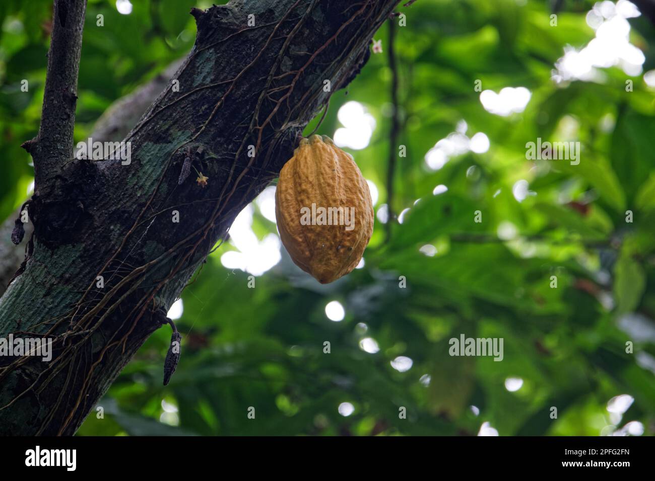 A ripe cacao pod near Tenganan, Bali, Indonesia Stock Photo