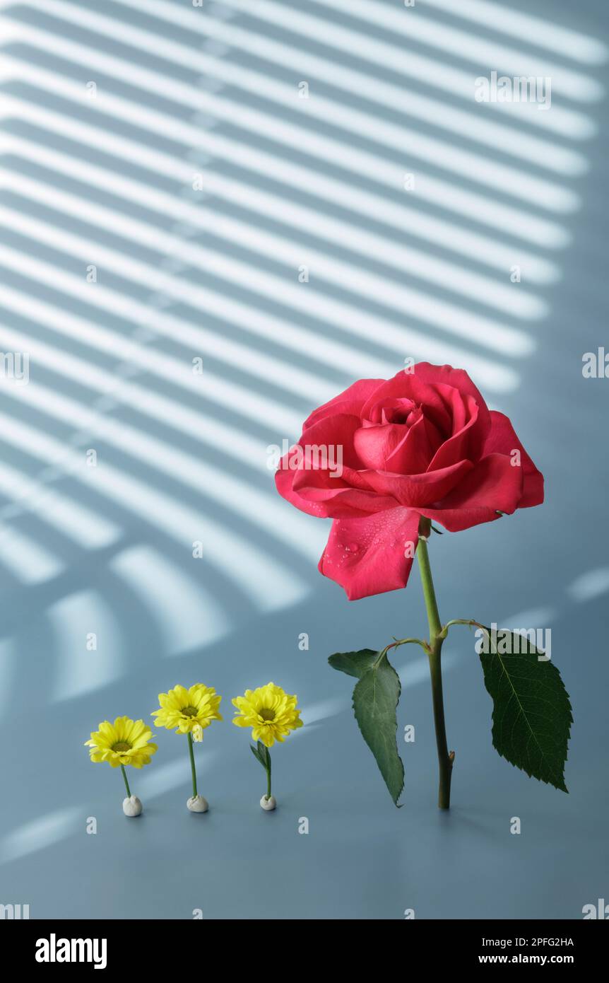 Red rose and three yellow daisies standing in a row Stock Photo
