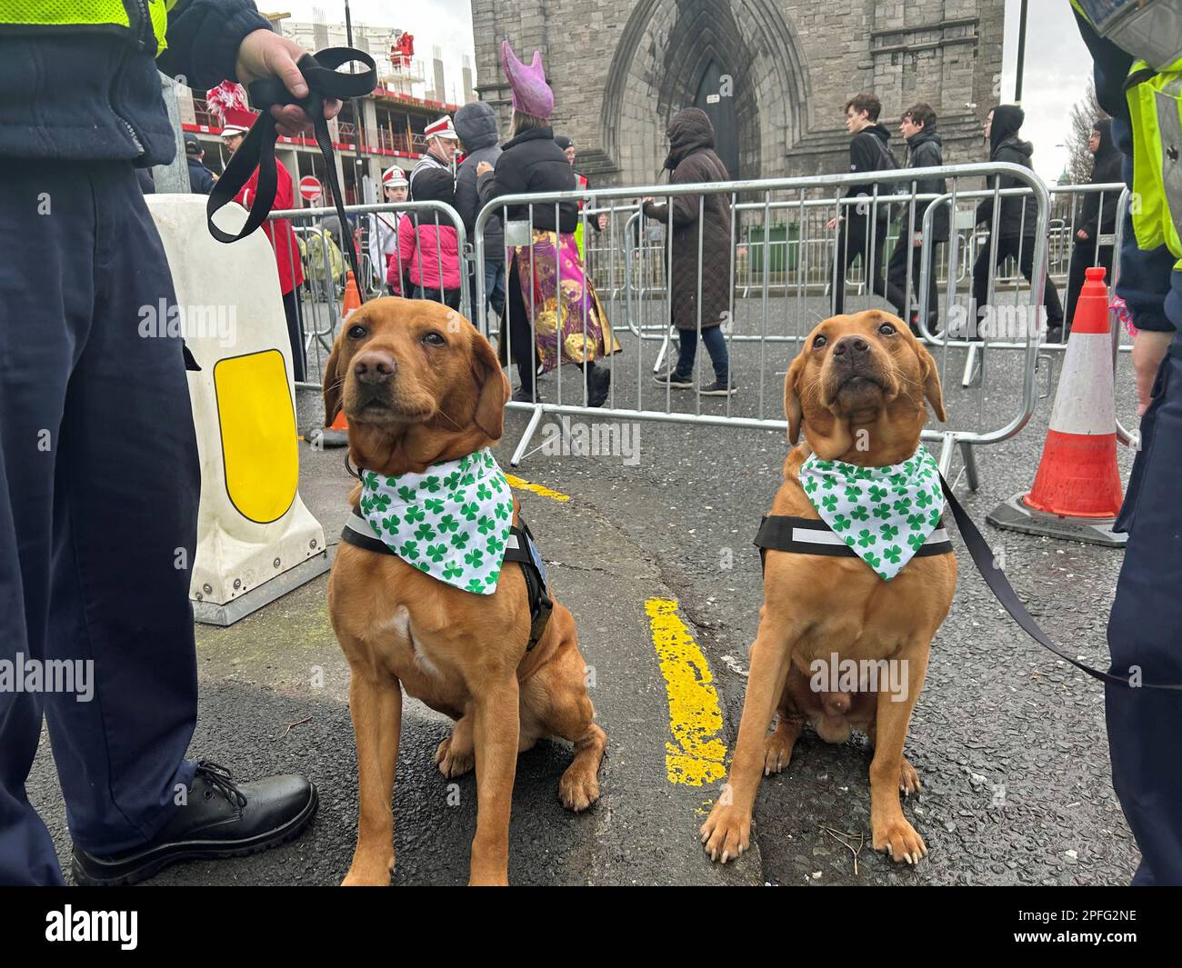 Customs dogs James and Blue dressed up ahead of the St Patrick's Day