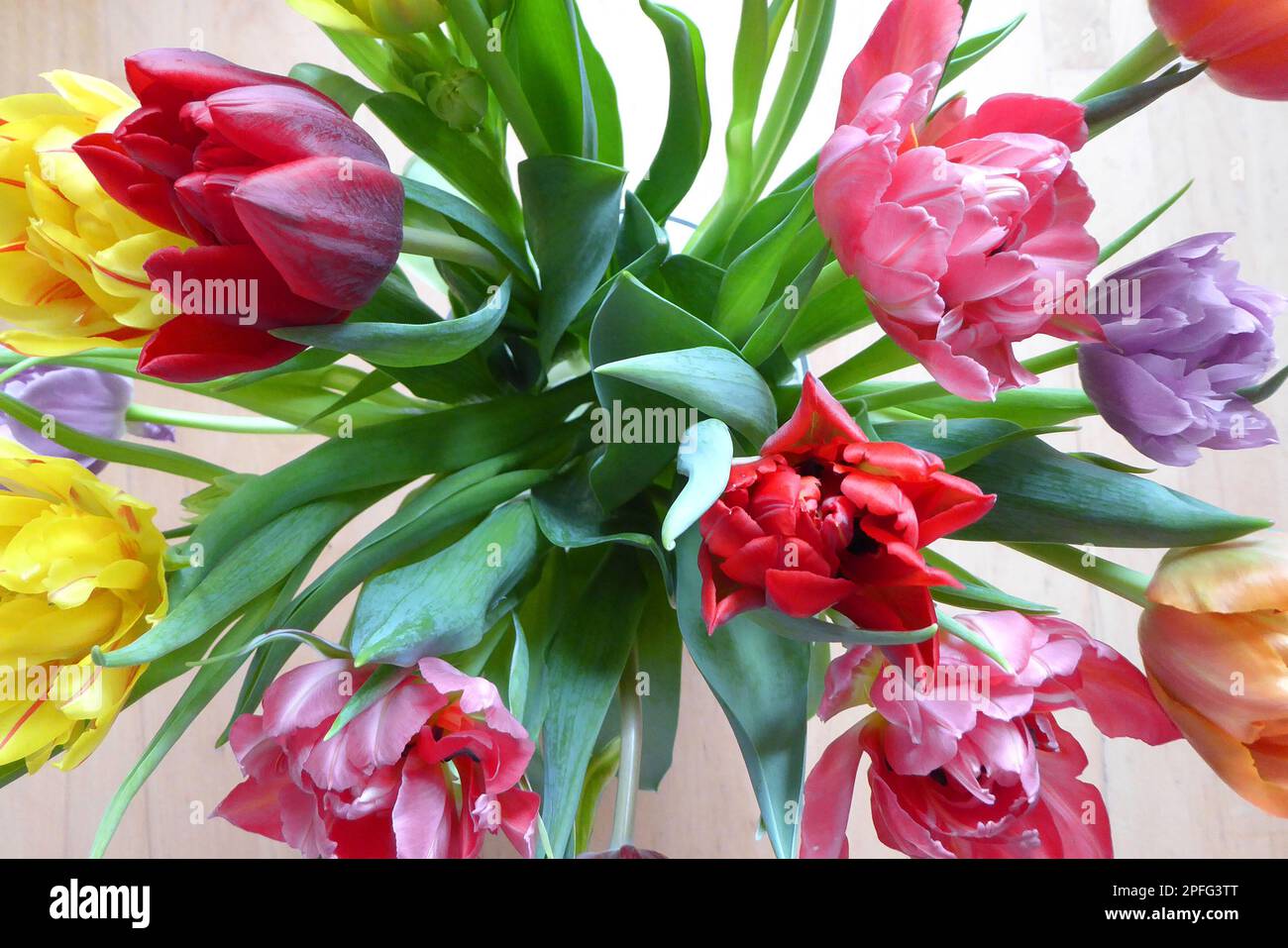 Tulpen / Pflanzen / Blumen  / Tulips / Flowers Stock Photo