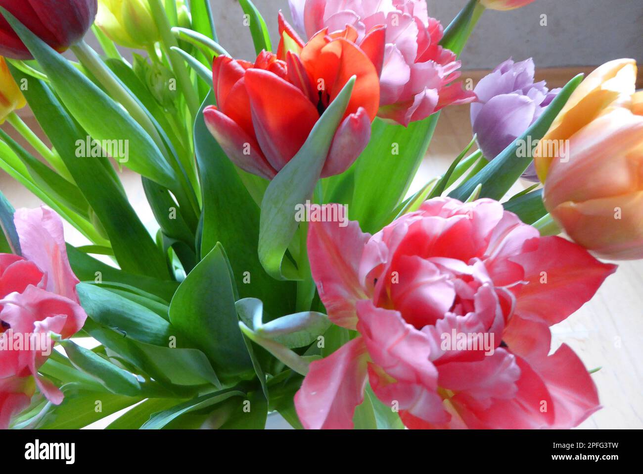 Tulpen / Pflanzen / Blumen  / Tulips / Flowers Stock Photo