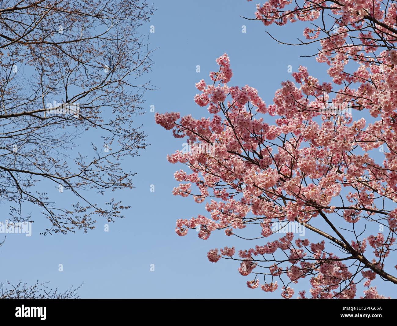 A beautiful tree of cherry blossom flowers with a blue sky in the ...