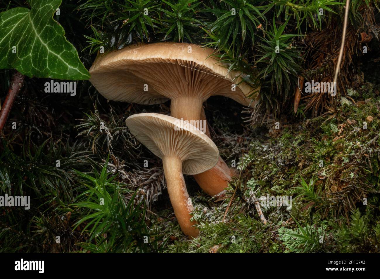 mushrooms in the woods between moss Stock Photo