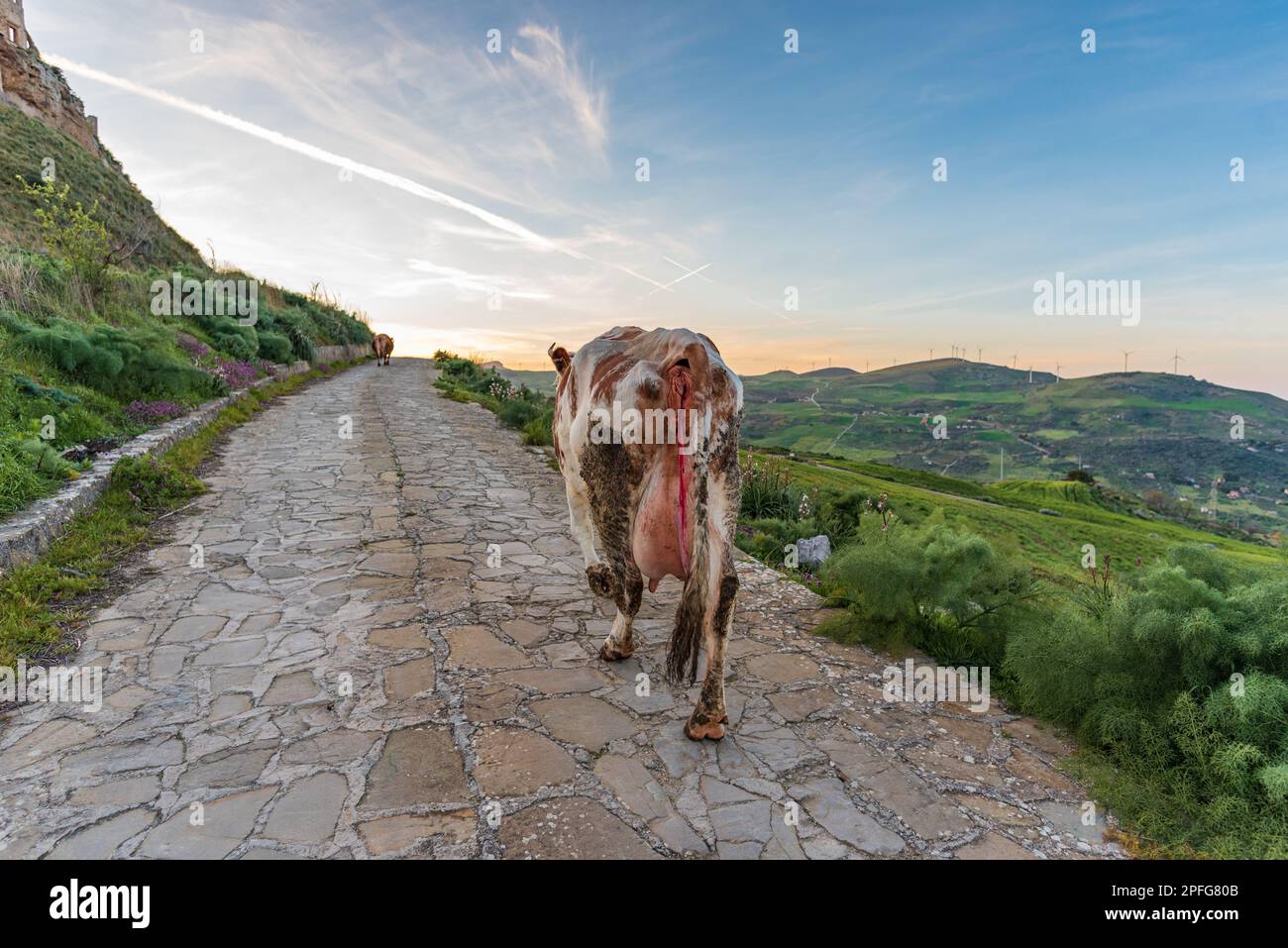 Cow with visible umbilical cord hi-res stock photography and images - Alamy