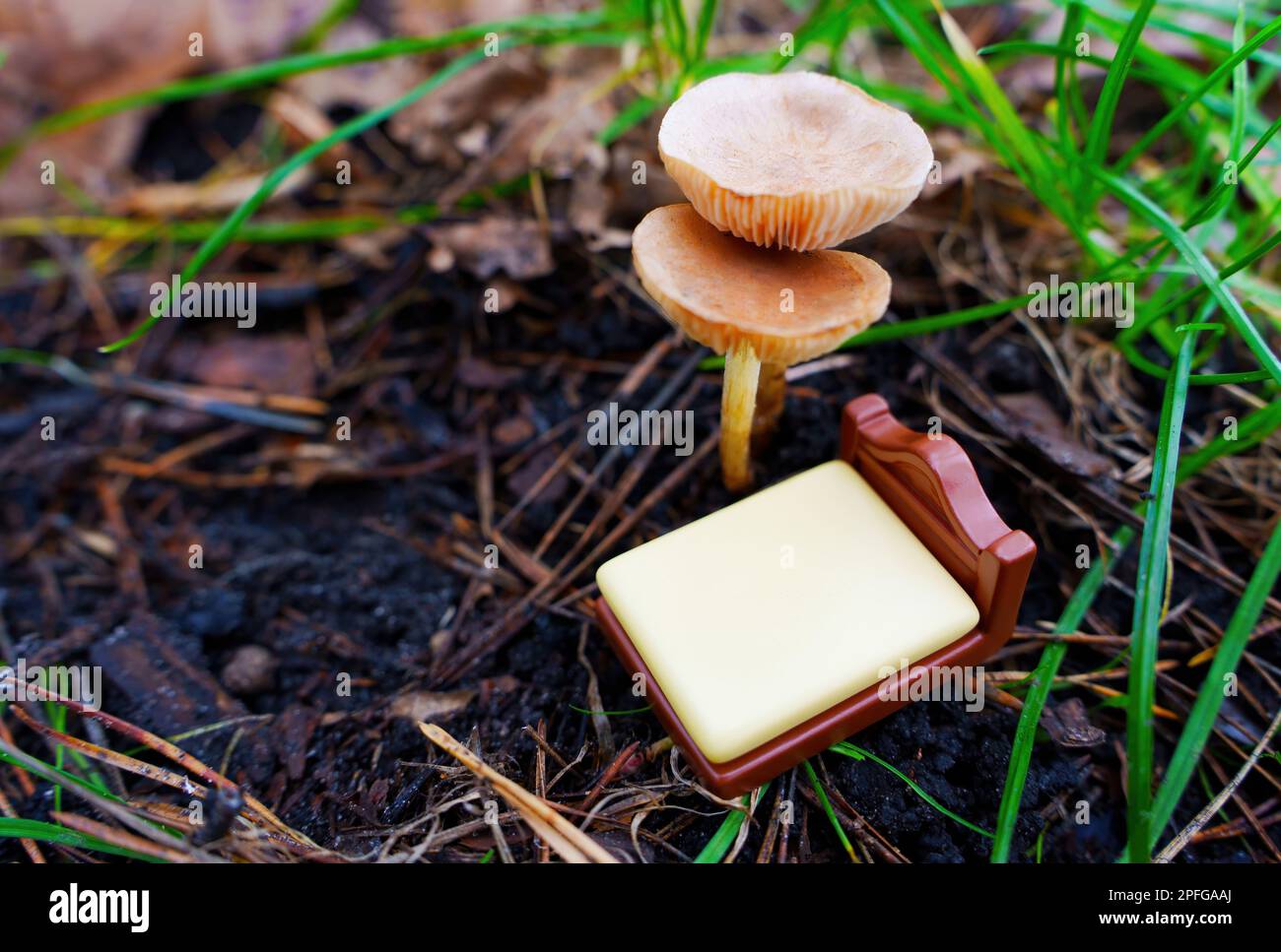 Lost in a Dream: Tiny toy bed is placed under a canopy of mushrooms in the woods. Exploring the mysteries of the subconscious mind. Stock Photo