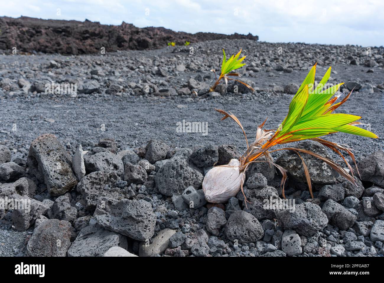 Young coconut palm trees grow amidst the oncebarren volcanic landscape