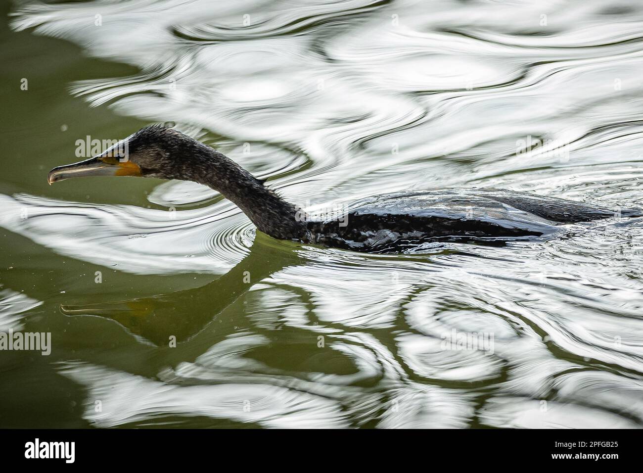The picture shows a cormorant in Paris, France, on March 14, 2023. Photo by Aurelien Morissard