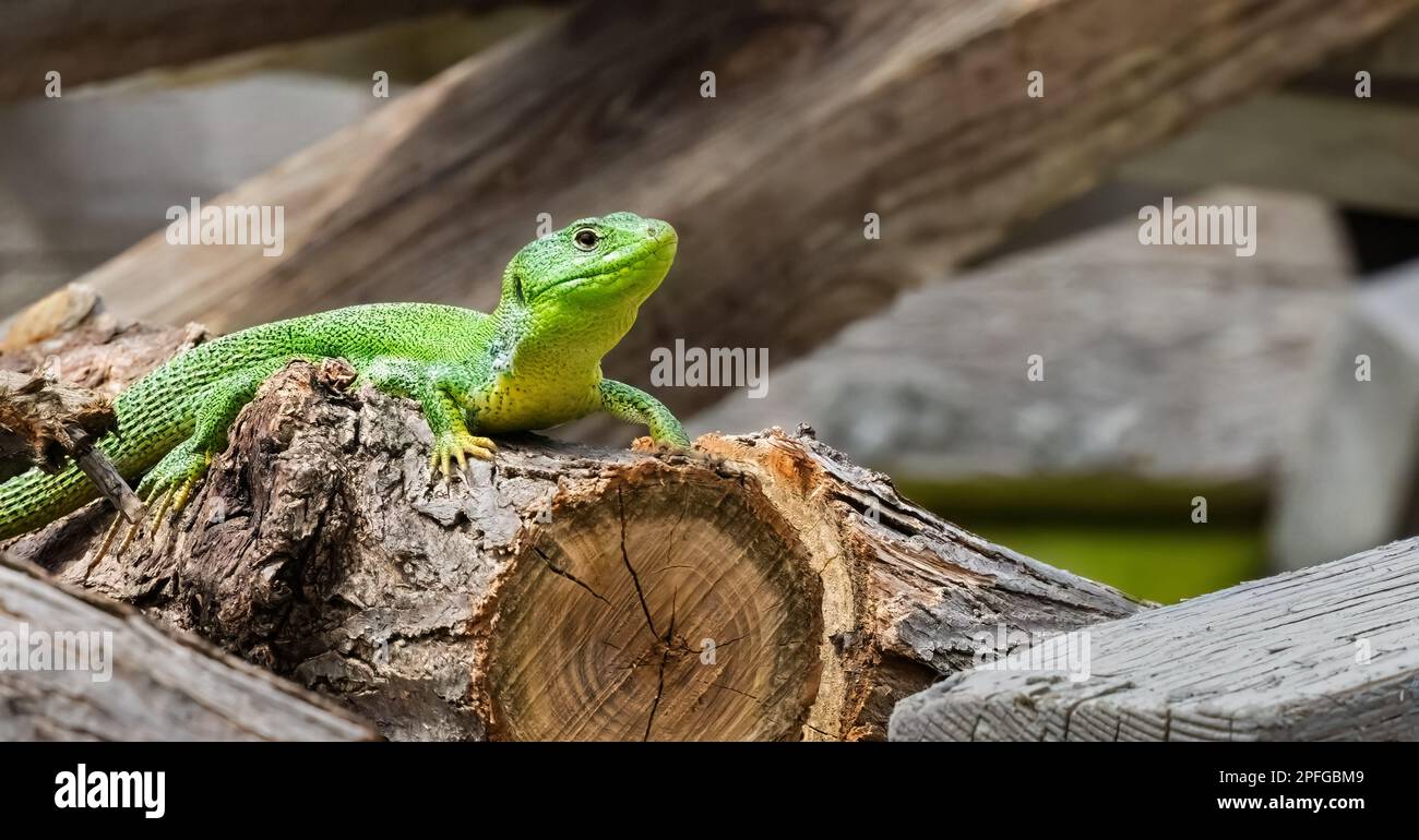 Balcan green lizard or lacerta trilineata on the woods enjoying the sun Stock Photo