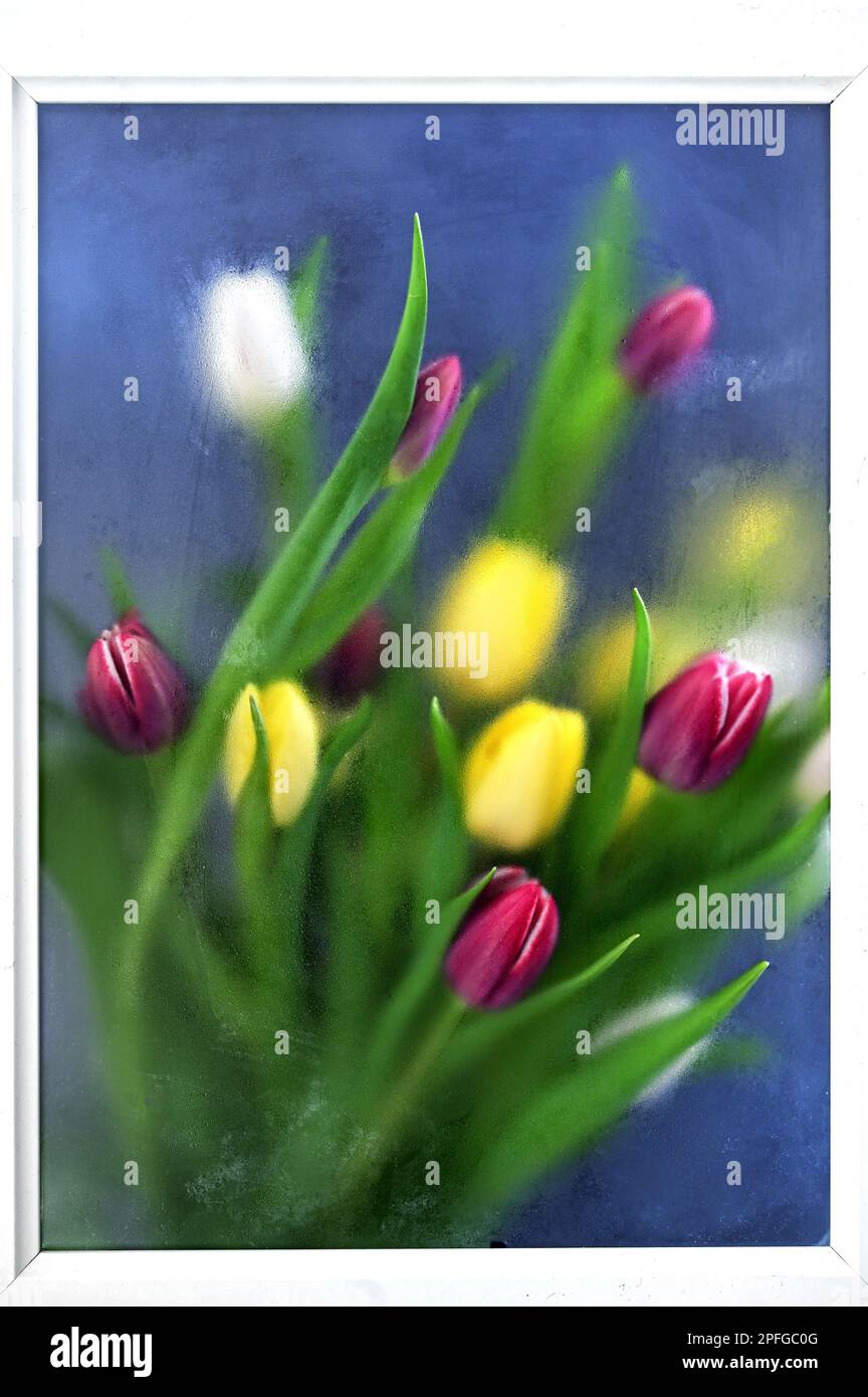 Abstract Colorful tulips Through Blurred Glass in frame Stock Photo