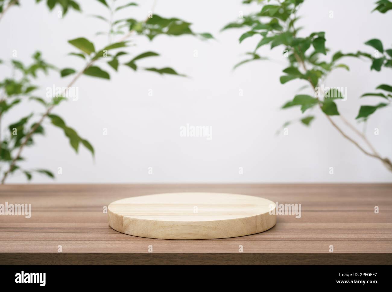 Wood podium tabletop floor with tree branch green leaf on white