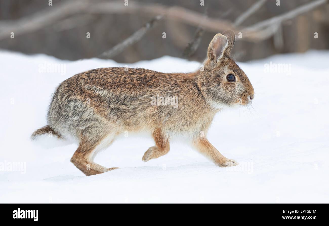 Eastern cottontail rabbit hopping along in a winter forest. Stock Photo