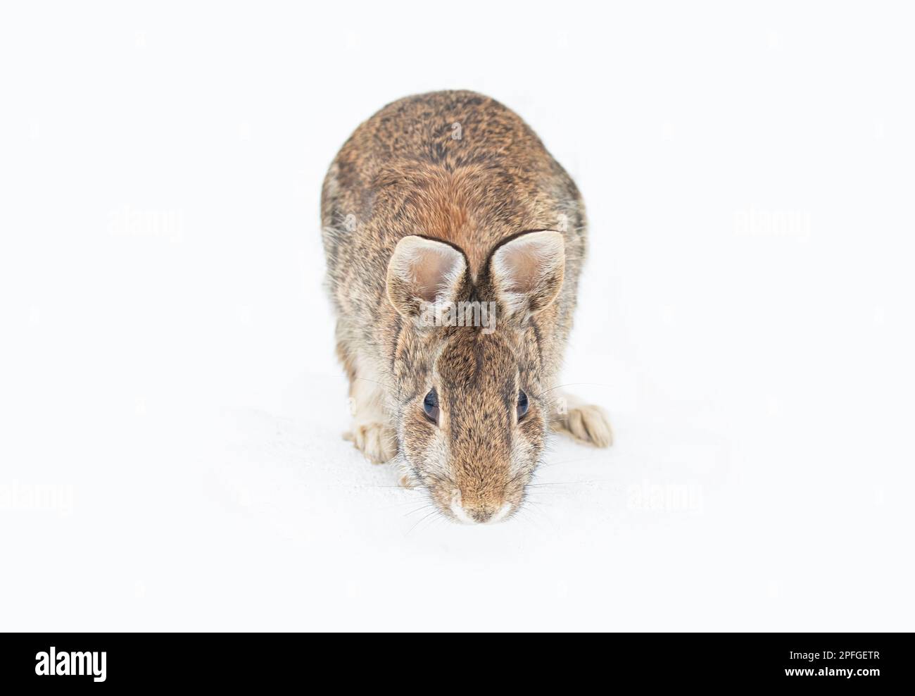 Rabbit winter animal Cut Out Stock Images & Pictures - Alamy