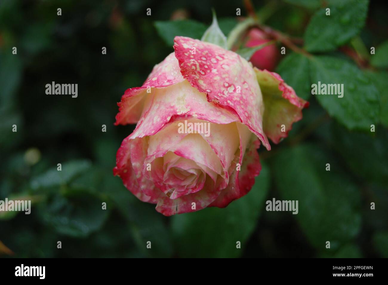 Close up of pink white color rose with spotted petals and rain drops on green leaves in background Stock Photo