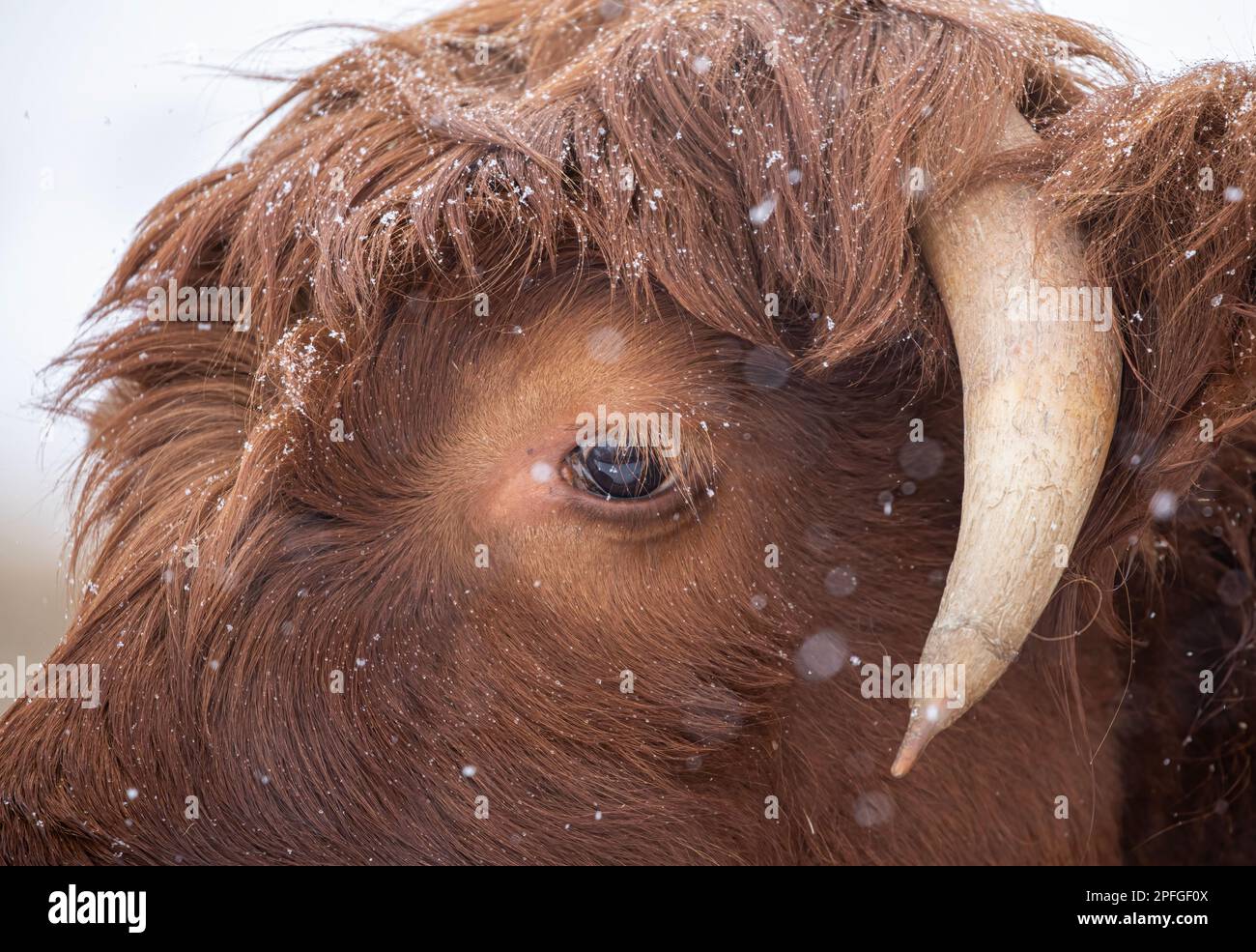 Highland cow closeup standing in a snowy field in winter in Canada Stock Photo