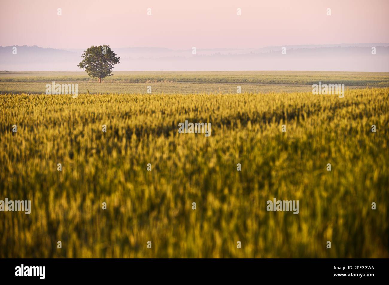 A lonely tree in a barley field at sunrise Stock Photo