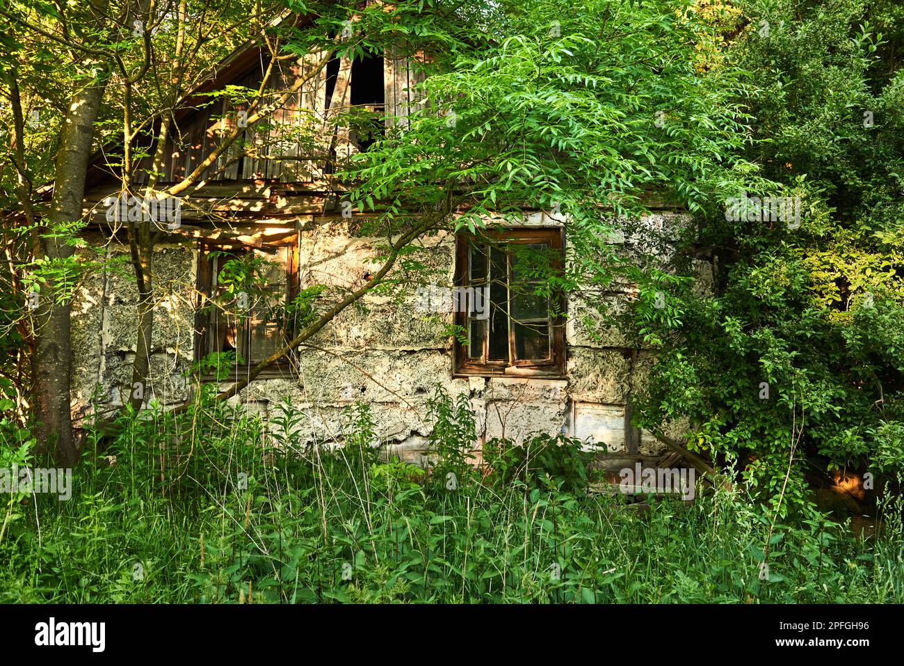 A window in an old dilapidated house among trees and thickets Stock