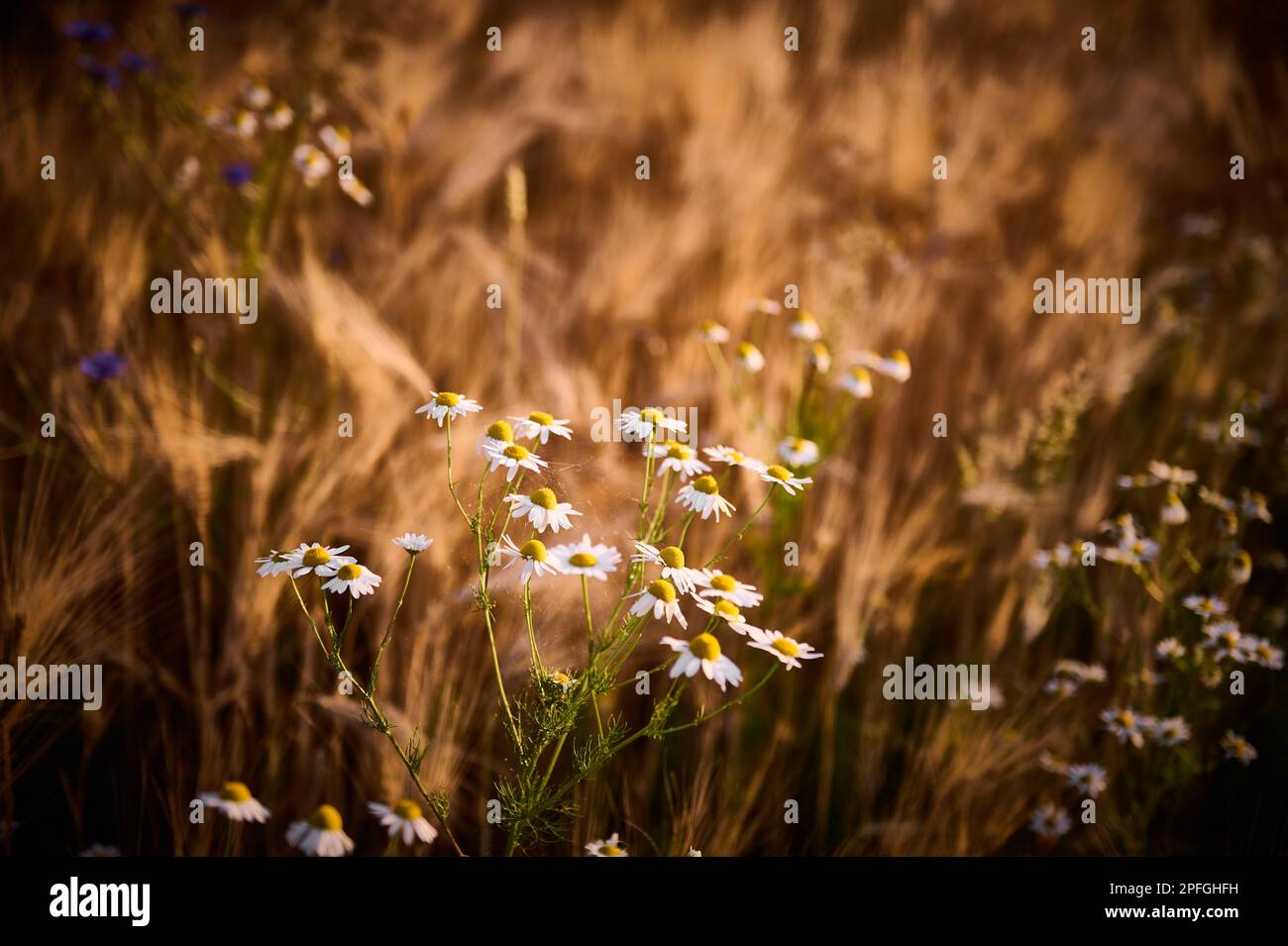 Chamomile farming hi-res stock photography and images - Alamy