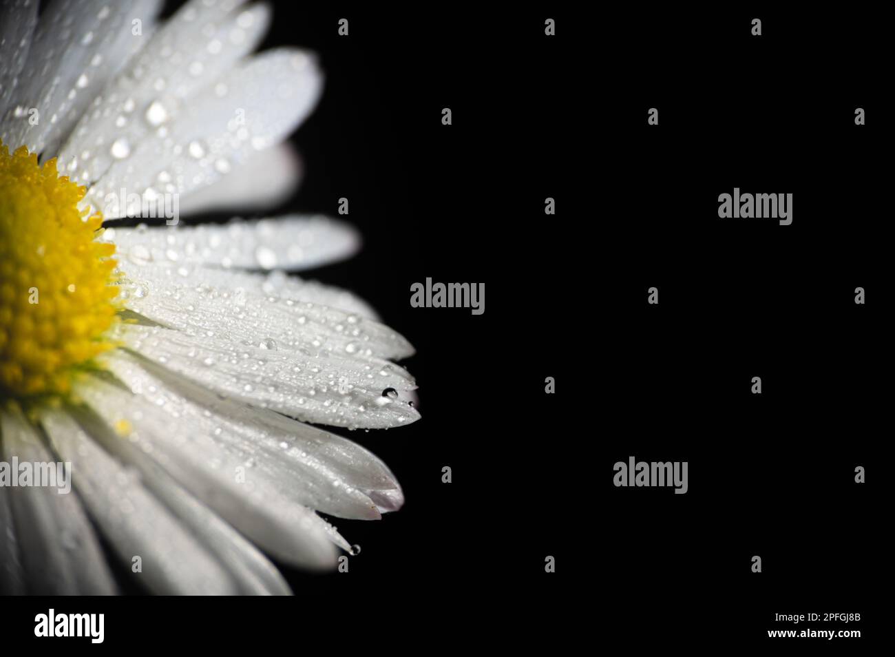 Close up daisy flower (Bellis perennis) photo. Extreme macro. Drops, droplets on white petals. Stock Photo