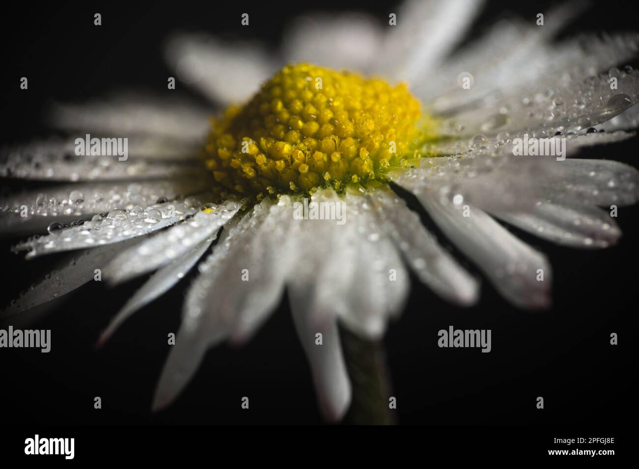 Close up daisy flower (Bellis perennis) photo. Extreme macro. Drops, droplets on white petals. Stock Photo