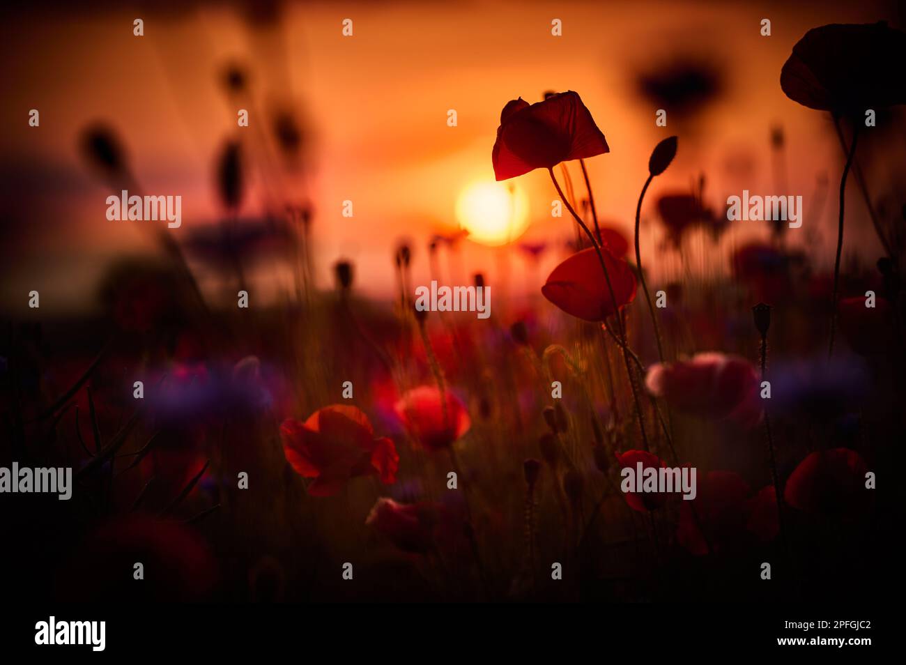Poppy cornflower field sky hi-res stock photography and images - Alamy