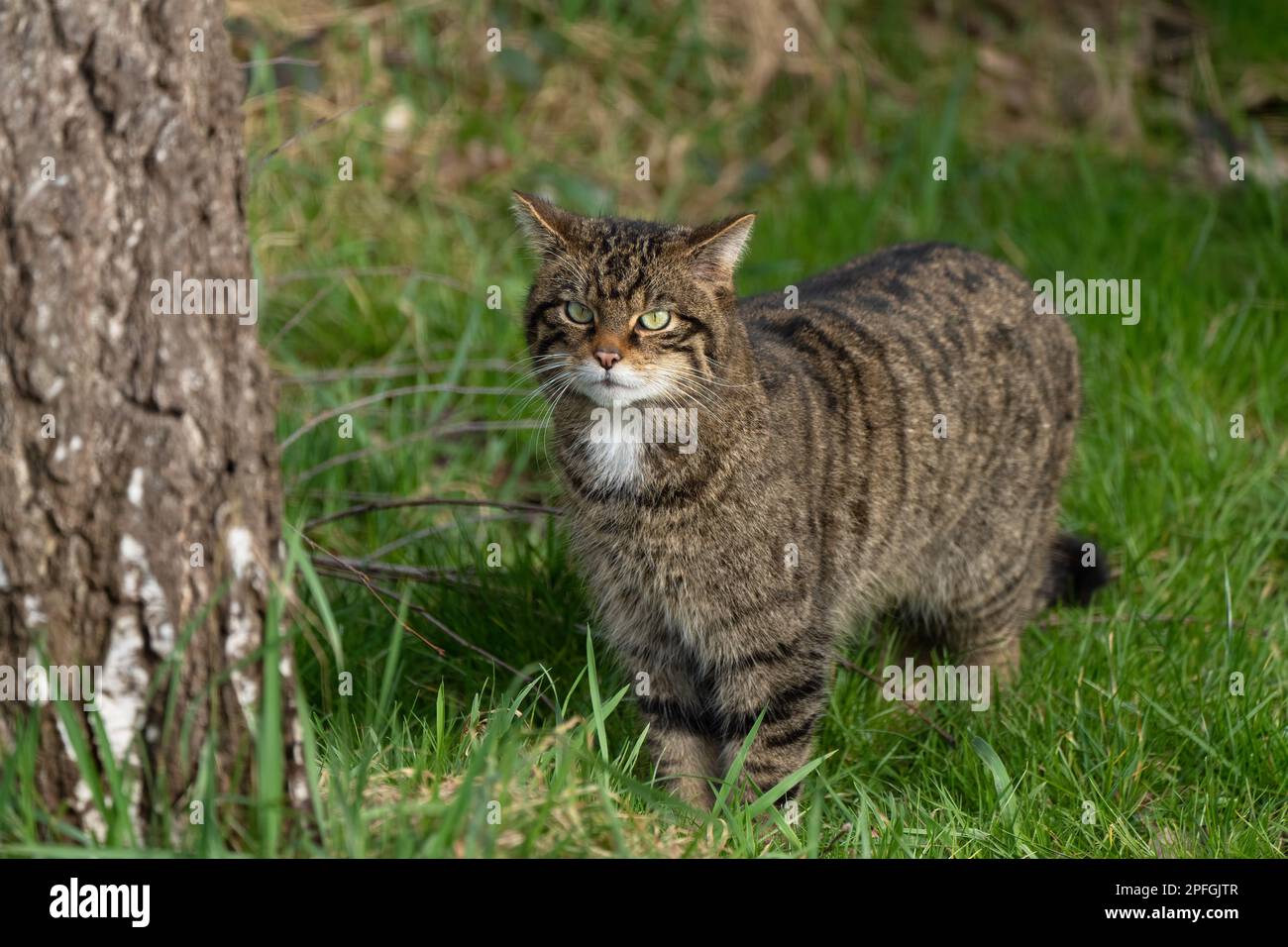 Scottish wildcat-Felis silvestris silvestris. Stock Photo