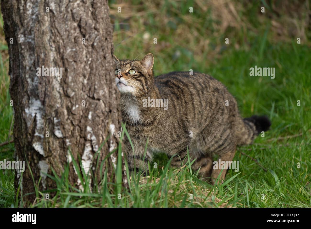 Scottish wildcat-Felis silvestris silvestris. Stock Photo