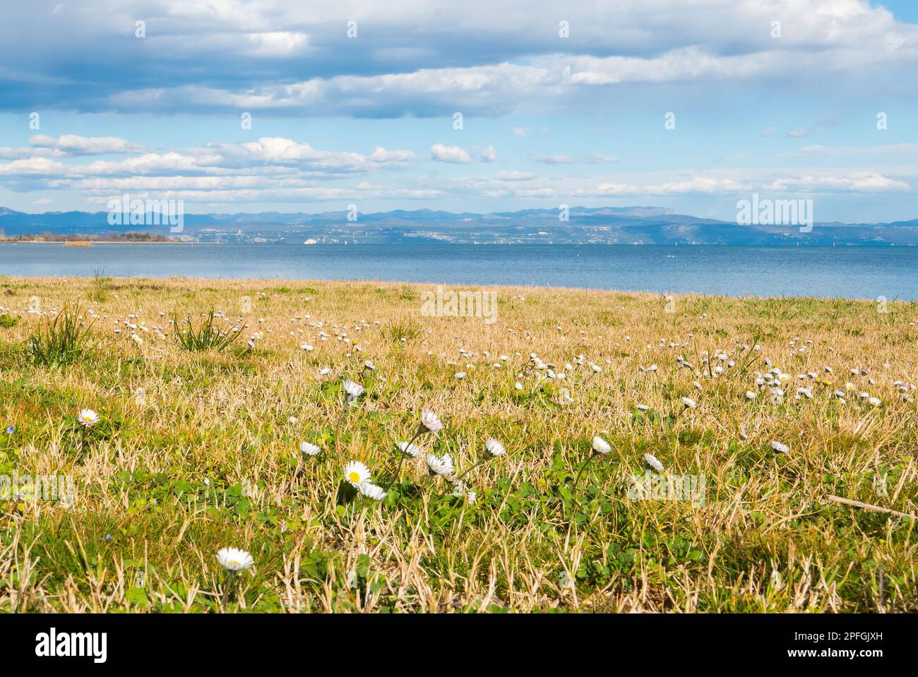 The coastline near Grado (Italy) in early spring with daisies flowers Stock Photo