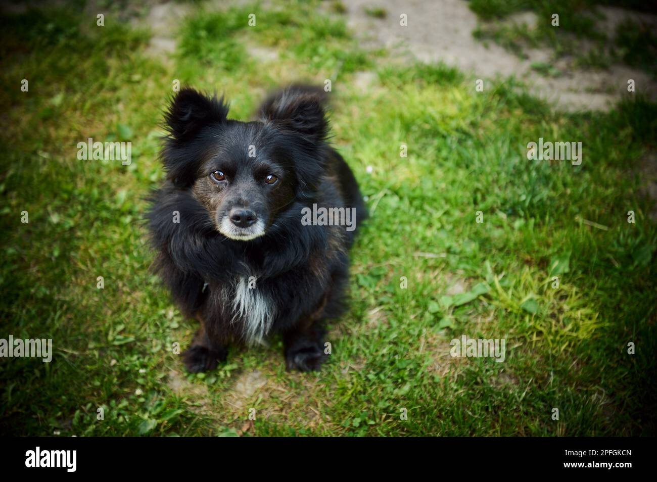 A Shaggy Dog Looking Politely Stock Photo Alamy a-shaggy-dog-looking-politely-stock-photo-alamy