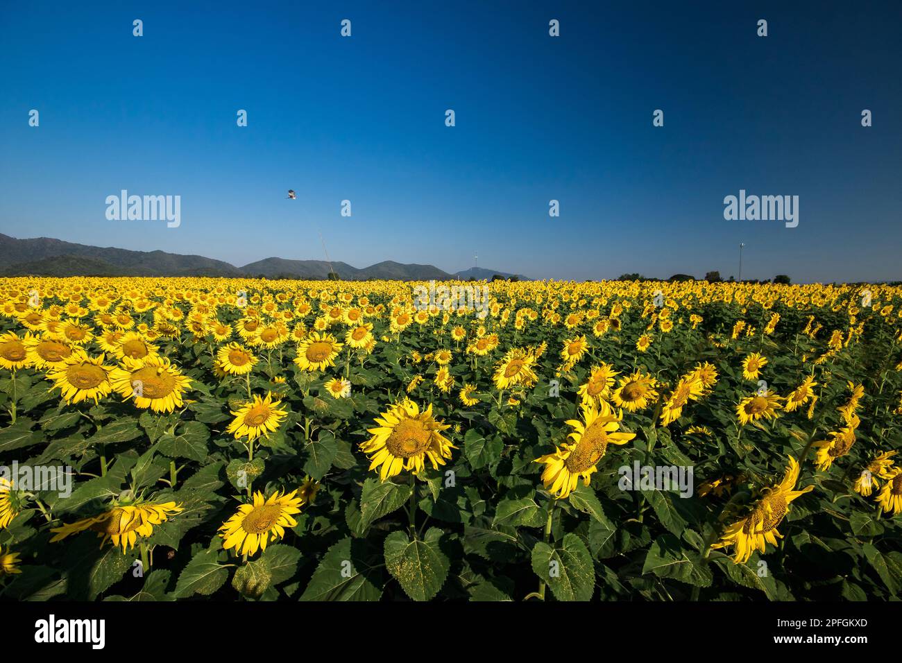 Popular sunflowers are planted as ornamental plants, sunflowers are planted together densely