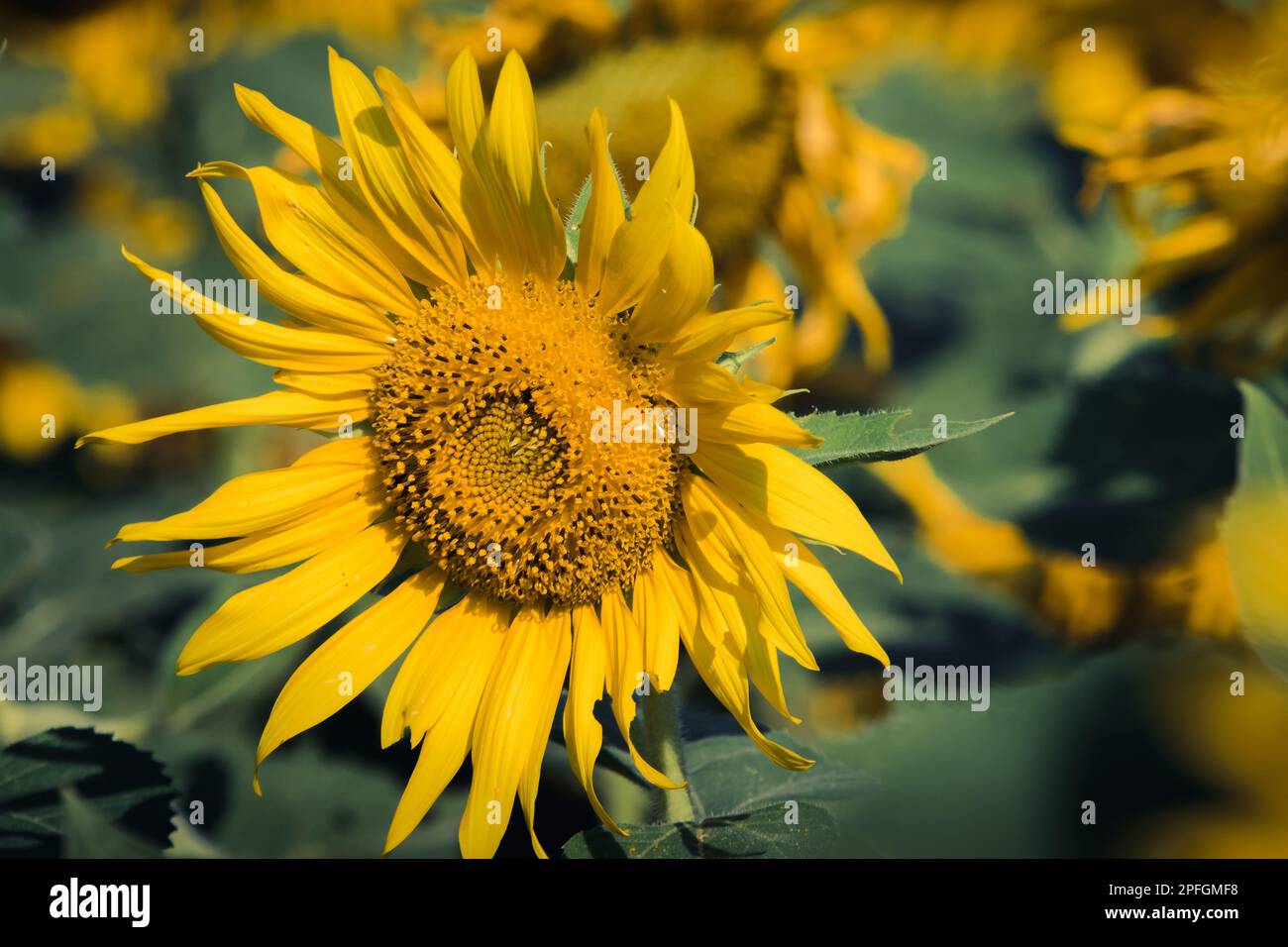 Popular sunflowers are planted as ornamental plants, sunflowers are