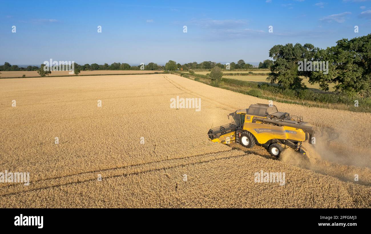 Harvesting a wheat field in North Yorkshire on a summers evening. UK. Stock Photo