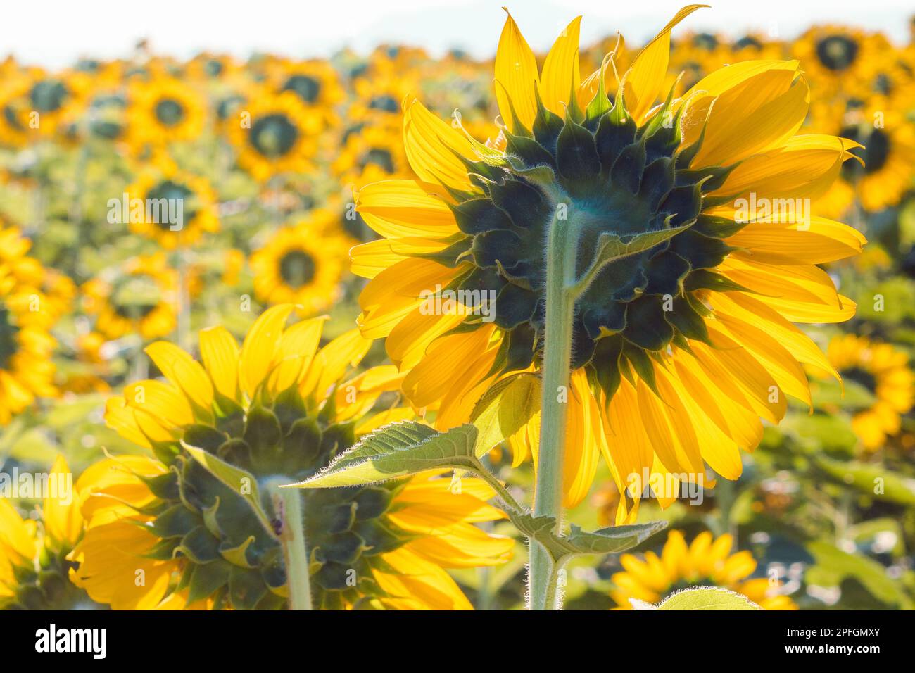 Popular sunflowers are planted as ornamental plants, sunflowers are
