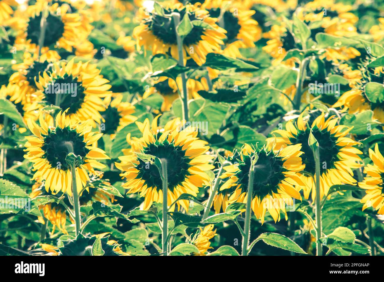 Popular sunflowers are planted as ornamental plants, sunflowers are