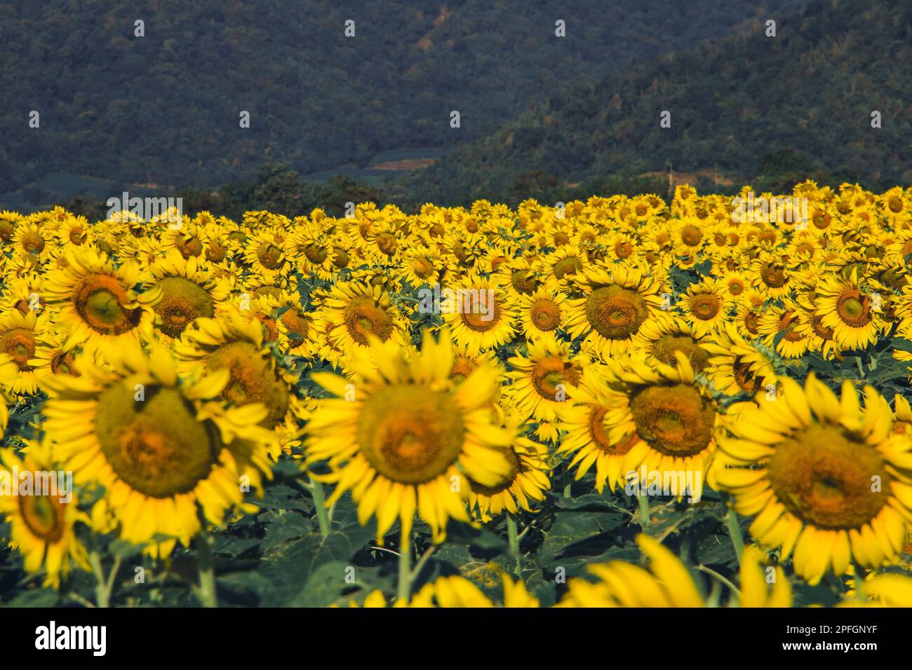 Popular sunflowers are planted as ornamental plants, sunflowers are