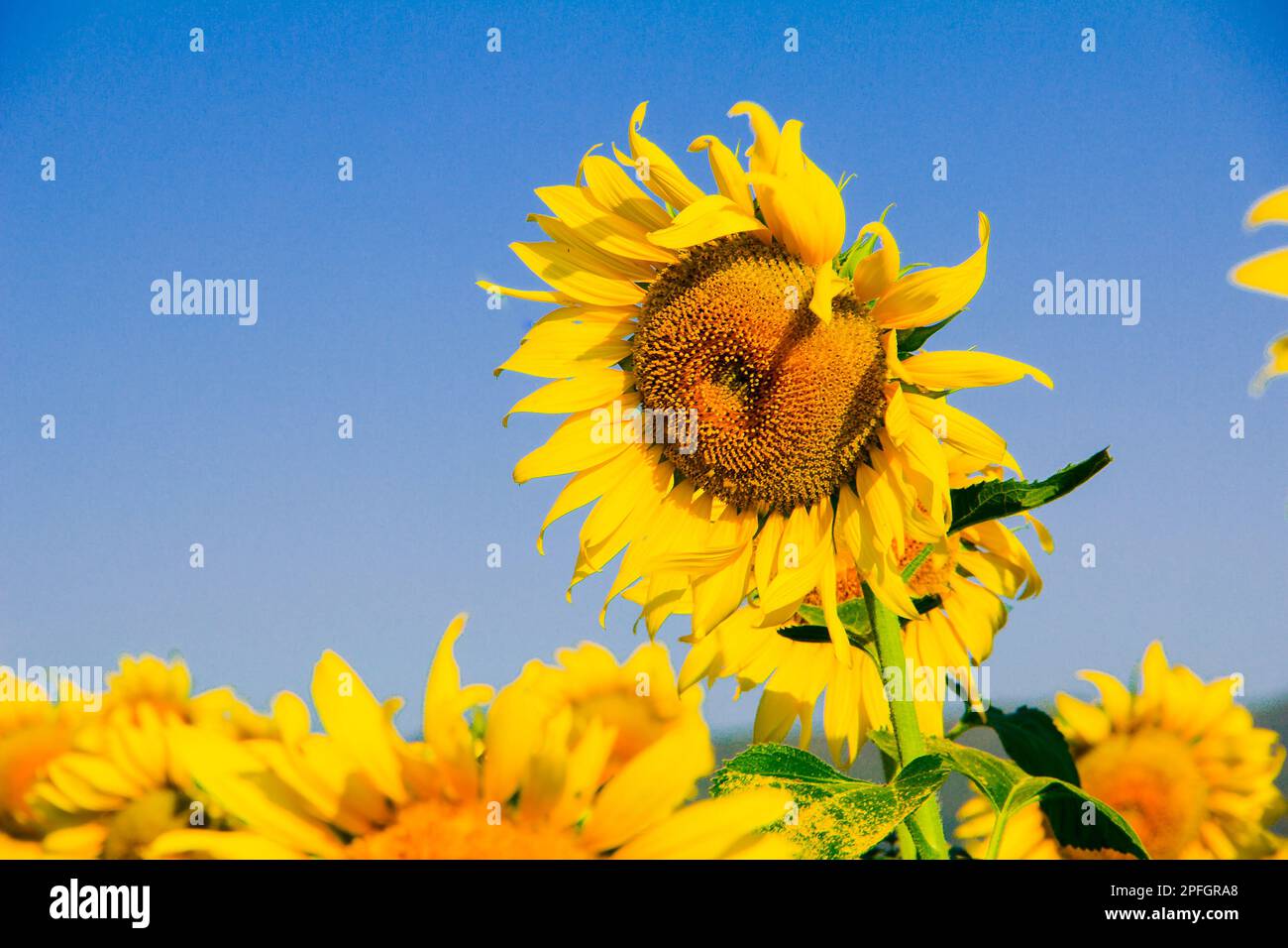 Popular sunflowers are planted as ornamental plants, sunflowers are