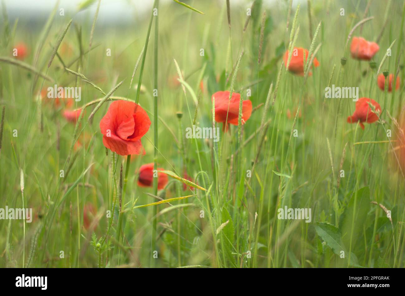 A vibrant and colorful field of red poppy flowers growing in a lush ...