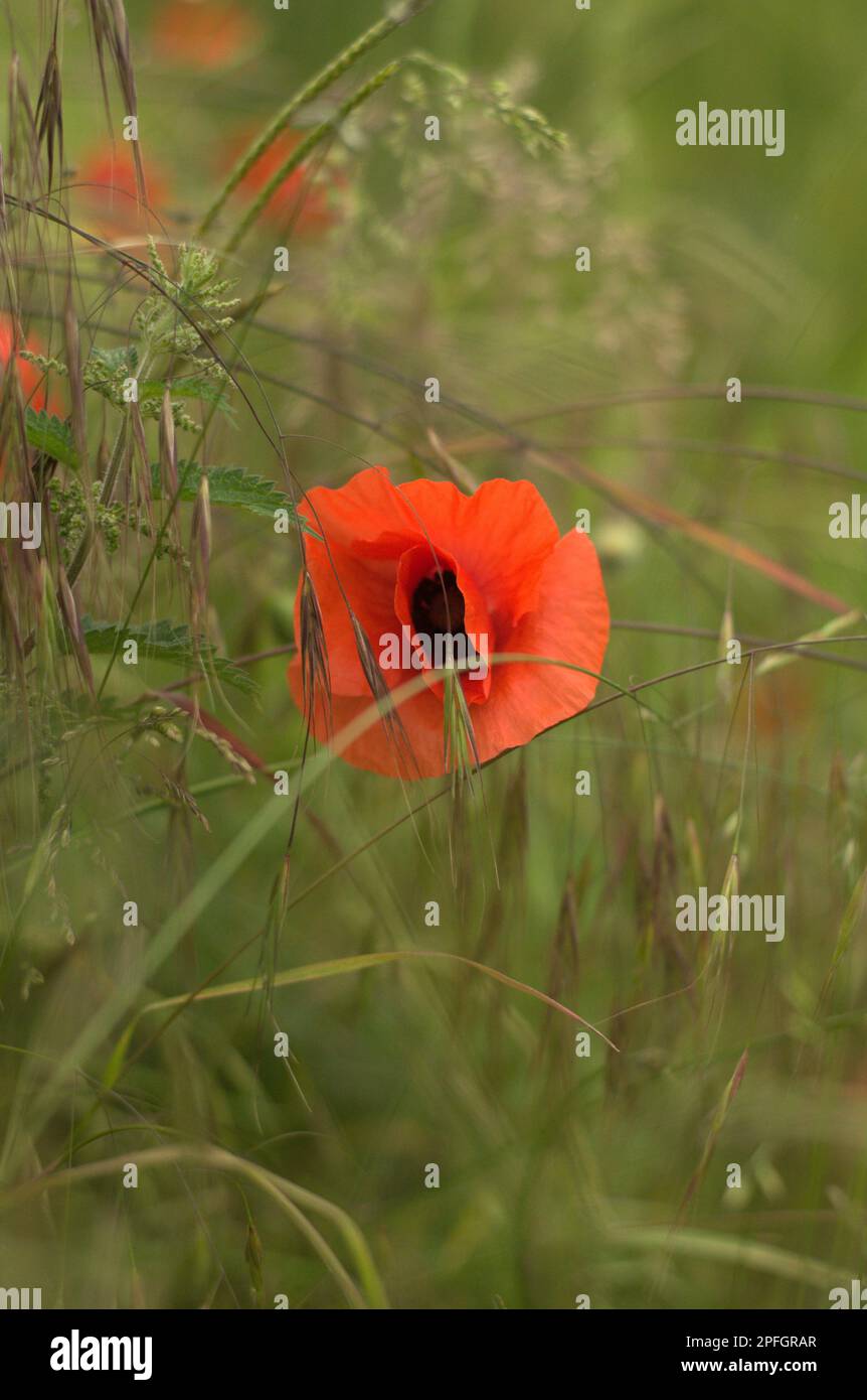 A vibrant and colorful field of red poppy flowers growing in a lush ...