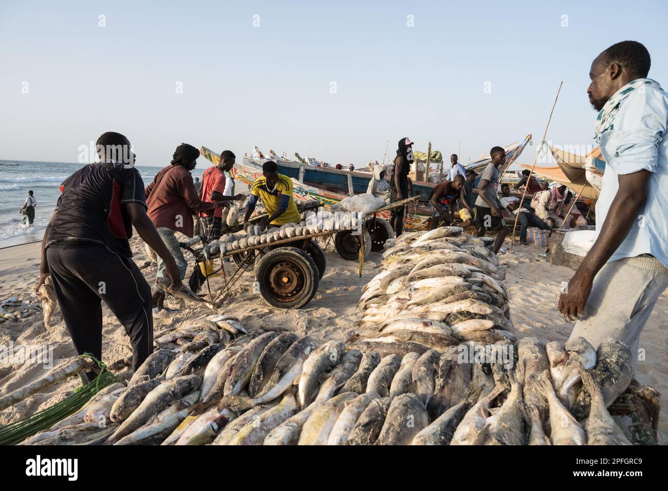 African fishermen unloading the day's catch of fish. Port de Peche, Nouakchott's famous fish market, plage des pecheurs. Mauritania. Stock Photo