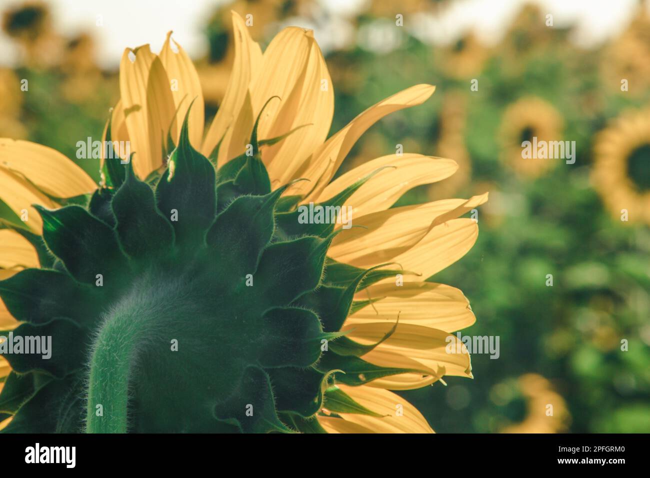 Popular sunflowers are planted as ornamental plants, sunflowers are