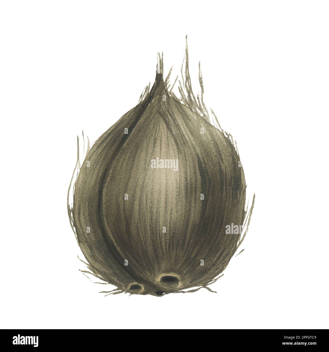 Brown, whole coconut. Watercolor illustration. Isolated object on white