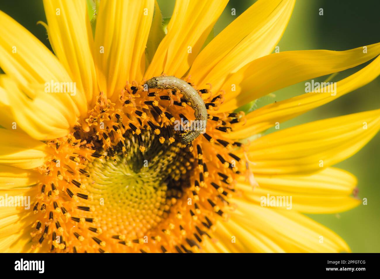 Caterpillars feed on pollen and blooming sunflower leaves Stock Photo