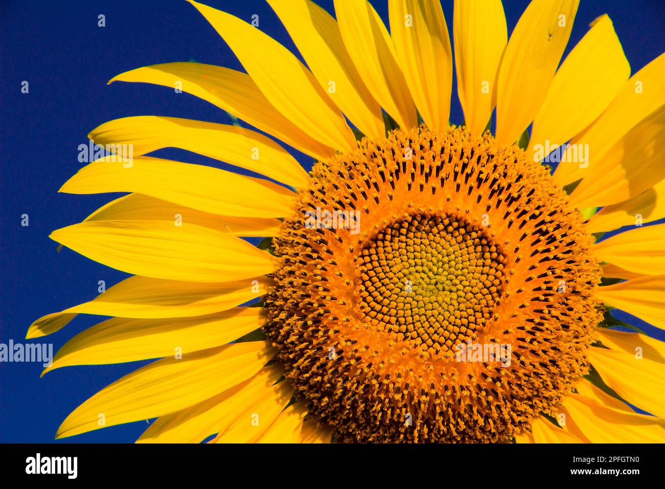 Sunflowers are characterized by the turn of the inflorescences to turn