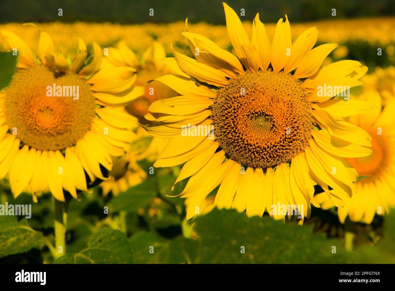 Sunflowers are characterized by the turn of the inflorescences to turn