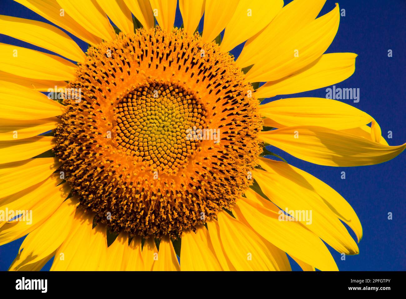 Sunflowers are characterized by the turn of the inflorescences to turn
