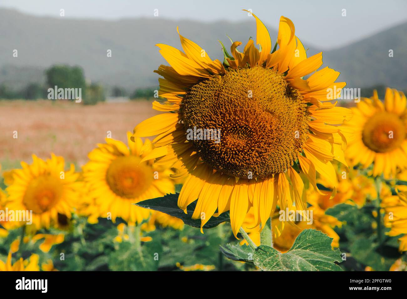 Sunflowers are characterized by the turn of the inflorescences to turn